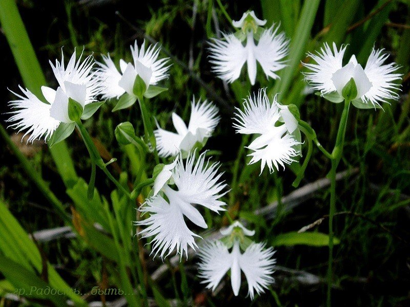  " " (Habenaria radiata).        ...