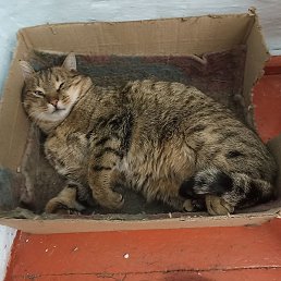 Alex, ����-���, 48 ���