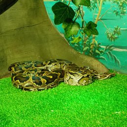 ������, ������, 44 ����