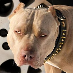 ������, ����, 49 ���