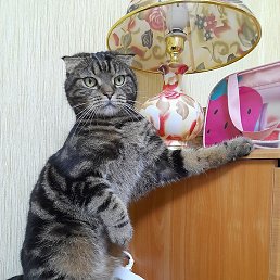 Raian, �������������, 65 ���