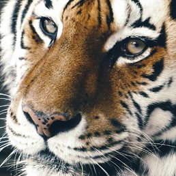 ���� �������, ������, 51 ��� - ��������� 14 ������� 2025