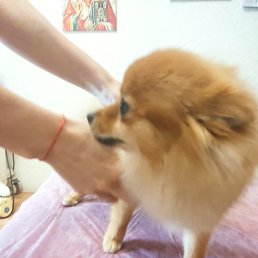 �����, ������������, 51 ���