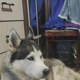 ������, ������, 52 ����