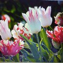 ���� Eleonora, ������� - ��������� 20 ������ 2025