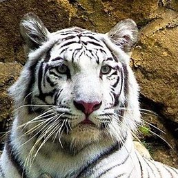 Lv, ����, 33 ����