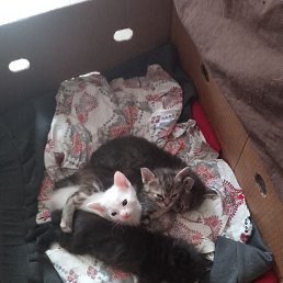 ���� ����, ��������, 25 ��� - ��������� 17 ������� 2024