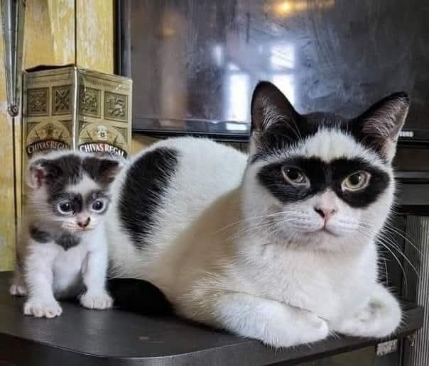 :) Индонезийский кот по имени Зорро, прославившийся в социальных сетях благодаря своей черной ...