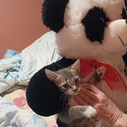 ������ ���������, ���������, 43 ����