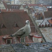 ���������, 65 ���, �������