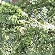 �����, 52 ����, ���������