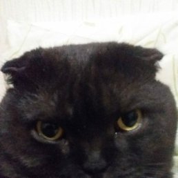 �������, ������, 48 ���