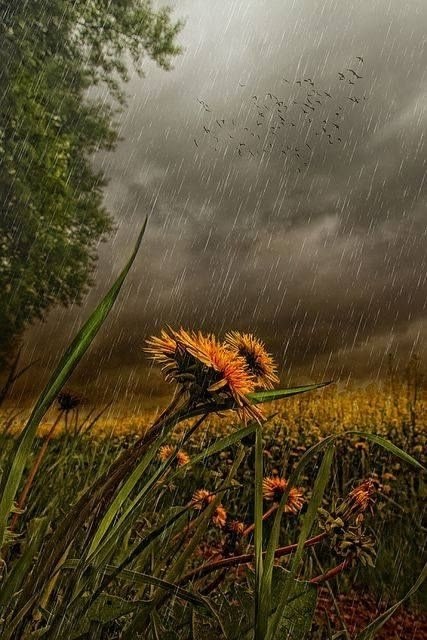 ��� ��������� ���� � �������� �� ���������� �����, ������� ����� ���� �������: 1. It's raining cats ... - 2