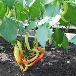 Sunrise, �����������-��-�����