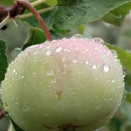 ���� ����, ������ - ��������� 24 ������� 2025