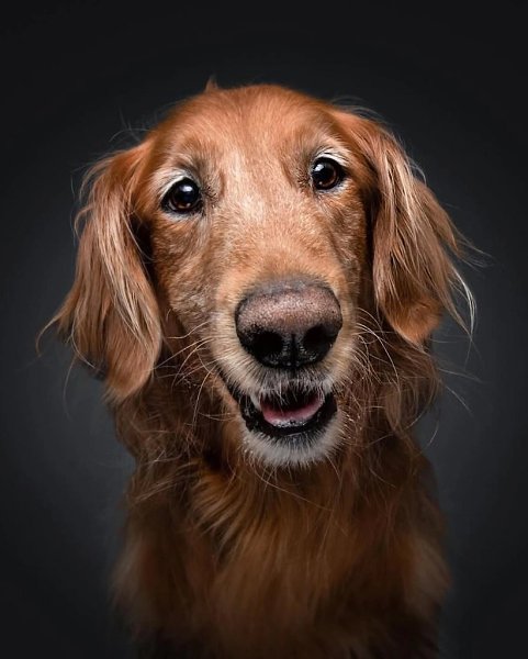 Кристиан Вилер решил прославить пожилых собак, объединив фотографию и эмоции, чтобы запечатлеть их ... - 6