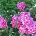 ���� ���������, �����, 66 ��� - ��������� 21 ������� 2025