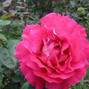 ���� ��������, �����, 77 ��� - ��������� 27 ������ 2026