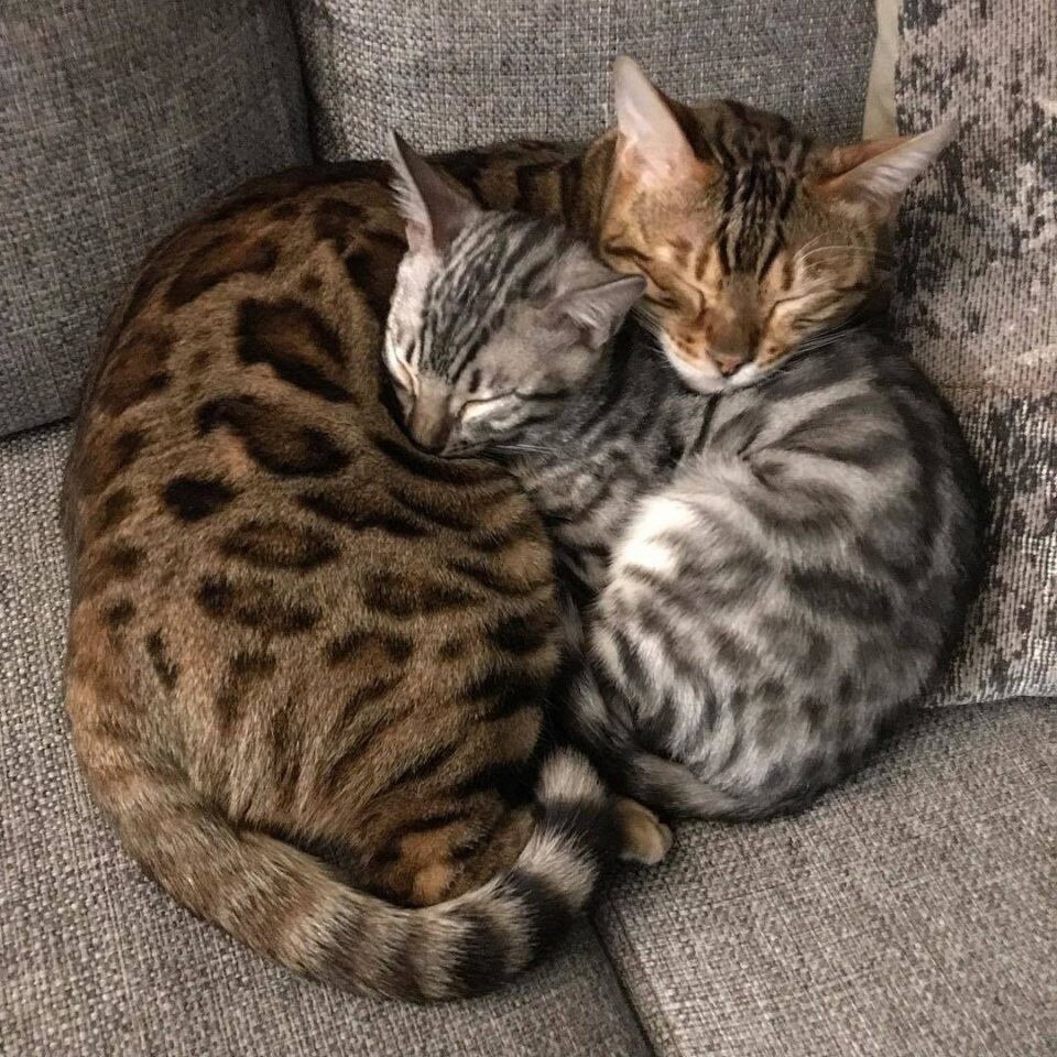 ��������� ���������) - 2