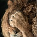 ���� ��������, ������ - ��������� 15 ����� 2026