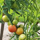 ���� Svetlanna, ������������ - ��������� 14 �������� 2024 � ������ ���� ����������