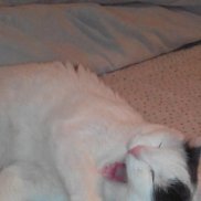 �������, 60 ���, �����