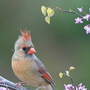 �������, 35 ���, �����������