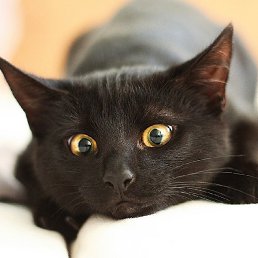 �������, ��������, 33 ����