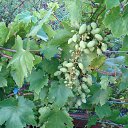 ���� �����, �������� - ��������� 26 ���� 2025 � ������ ������� 2025�