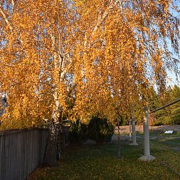 ����, ������������, 65 ���