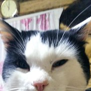 ���� ��������, 40 ���, ������