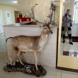 , 37, 