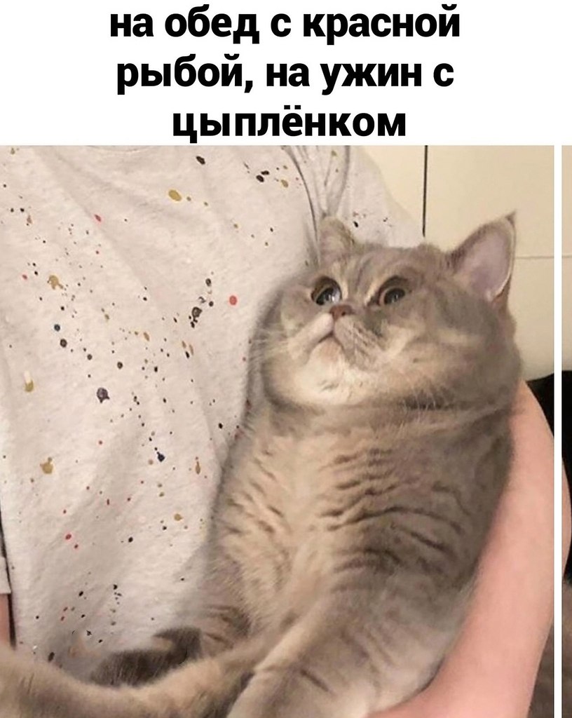 Почему коты не ценят нашу заботу? - 2