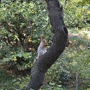 ���� �����, ����������� - ��������� 31 ���� 2025