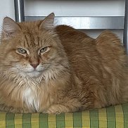 �������, 38 ���, �������