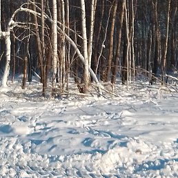 �������, ���������, 40 ���