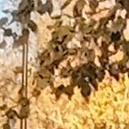 �������, 31 ���, ������