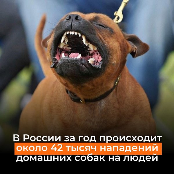 Хозяев крупных собак, выгуливающих своих питомцев без намордников, следует наказывать! Собаки с ... - 3