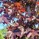 ���� ���������, ������, 37 ��� - ��������� 16 ���� 2025 � ������ ���� ����������