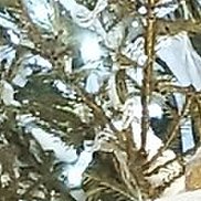 ������, 32 ����, ����