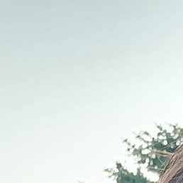 ��������, ���������, 41 ���