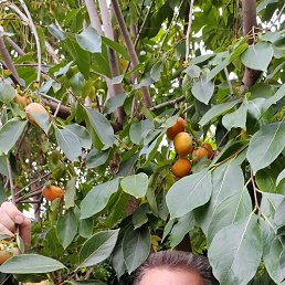 �������, 63 ����, ������������