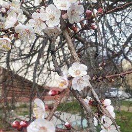 ������, �����, 51 ���