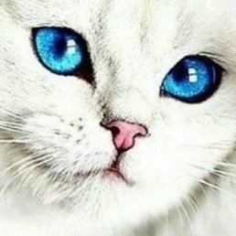 ^Tati^ban, �����