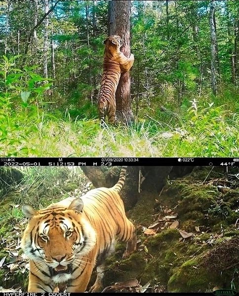 Я обожаю смотреть кадры с фотоловушек. Посмотрите со мной, пожалуйста, они классные! - 3