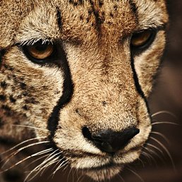 ���������, �������������, 40 ���