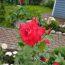 ����, ������-��-����, 63 ����