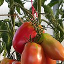 ���� �����, ������, 66 ��� - ��������� 23 ������ 2024 � ������ ��������