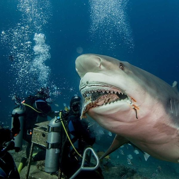 -    .  ,         ... - 2