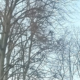 �����, ������, 41 ���